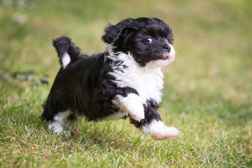 havanese puppy dog