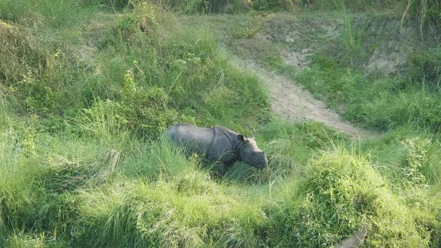 Rhino eats green grass. Chitwan national park in Nepal.