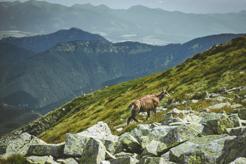 Fototapeta na wymiar Tatra chamois on the hill