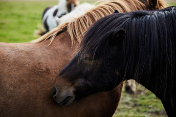 Two Icelandic Horses