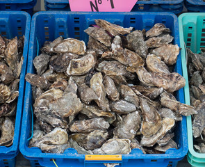 Frische Austern in Cancale