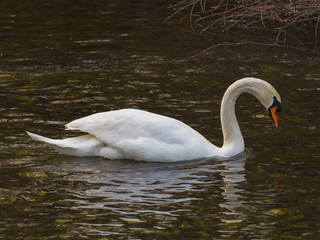 Isolated swan is swimming in warm water