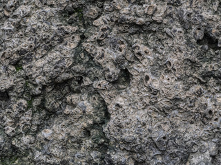 shellfish Fossil texture