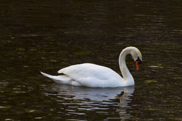 Obraz premium Isolated swan is swimming in warm water