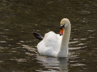 Isolated swan is swimming in warm water