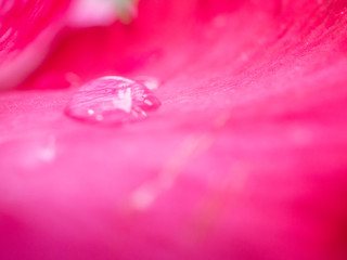 close up pink Plumeria flower