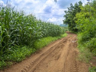 Fototapeta na wymiar Rural Road