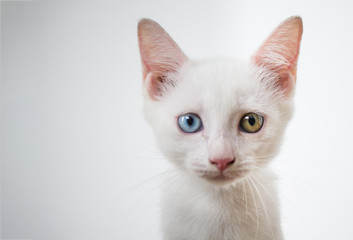 potrait of white cat with odd eye blue and yellow