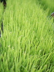  rice leaf grass in green pad