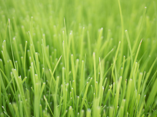 Obraz na płótnie Canvas rice leaf grass in green pad