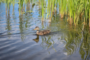 Duckling on the river on a sunny day