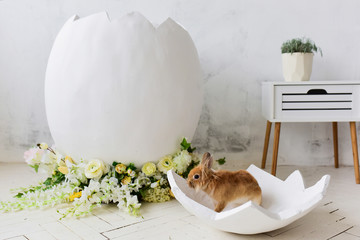 Little rabbit sits in a decorative egg in a studio