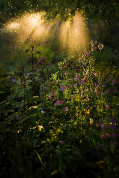 Evening light shines over green grass and field flowers