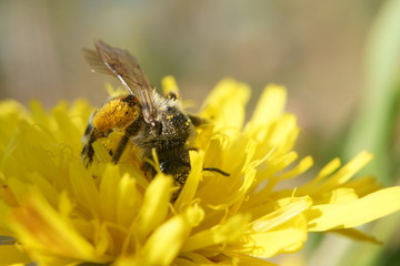 the bee collects honey on a yellow flower macro