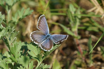 beautiful butterfly with blue wings on nature background