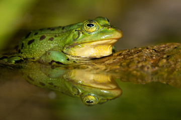 Frosch