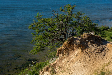 Baum am Ufer