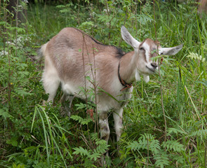 goat grazes in the woods