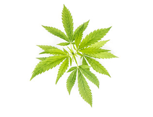 Hemp leaves white background Cannabis Marijuana