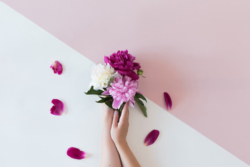 Top view of floral composition of beautiful pink rose flower in woman hand on white and pink background, flat lay, copyspace