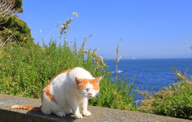 海と猫