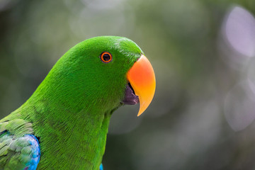 Papagei in Australien - 212318323