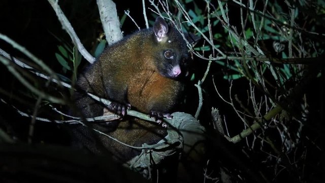 Common Brush-tailed Possum - Trichosurus vulpecula -nocturnal, semi-arboreal marsupial of Australia, introduced to New Zealand, looking for food and eating leaves.