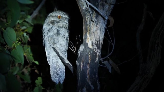 Tawny Frogmouth (Podargus strigoides) nightjar from Australia, sitting on the tree in the night.