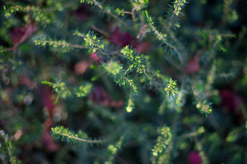 Small plant detail bokeh