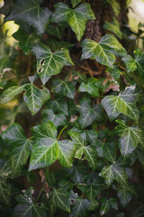 Green Leaves Growing on Tree Trunk