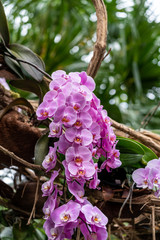 Insel Mainau - Blumen, Schmetterlinge - 212320105