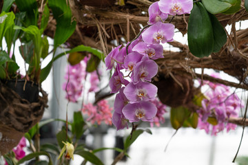 Insel Mainau - Blumen, Schmetterlinge - 212320135