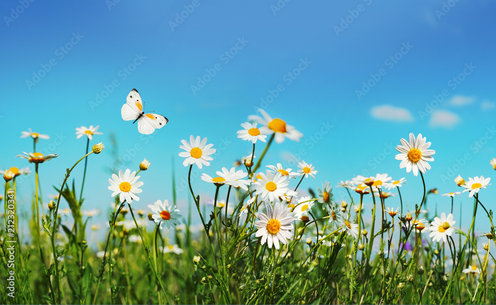 Poster chamomiles daisies macro in summer spring field on background blue sky with sunshine and a flying wh
