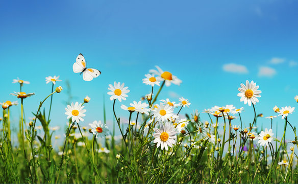 Chamomiles daisies macro in summer spring field on background blue sky with sunshine and a flying white butterfly, close-up macro. Summer landscape, natura with copy space.