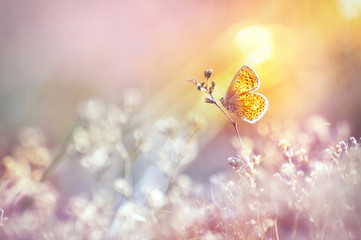 Goldener Schmetterling leuchtet bei Sonnenuntergang in der Sonne, Makro. Wildes Gras auf einer Wiese im Sommer in den Strahlen der goldenen Sonne. Romantisches sanftes künstlerisches Bild der lebenden Tierwelt.