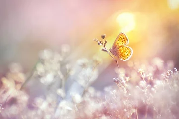 Photo sur Plexiglas Pour elle Le papillon doré brille au soleil au coucher du soleil, macro. Herbe sauvage sur un pré en été dans les rayons du soleil doré. Image artistique douce et romantique de la faune vivante.