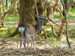 Sika Deer Under the Trees