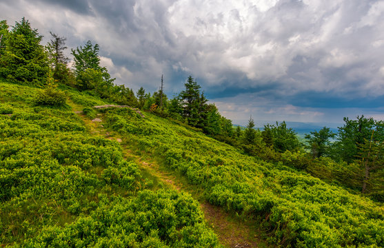 foot path uphill in to the forest. lovely summer scenery. hiking and outdoor activities concept. dark cloudy sky.