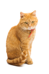 red cat isolated