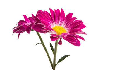crimson chrysanthemum isolated