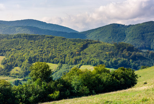 forested hills of Carpathian mountains. lovely mountainous landscape in summer