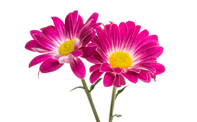 crimson chrysanthemum isolated