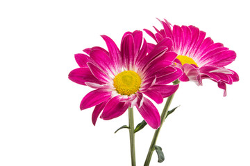 crimson chrysanthemum isolated