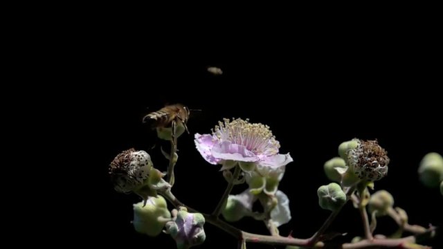 Honey Bee Gathering Pollen on Pink Flowers, Slow Motion black background