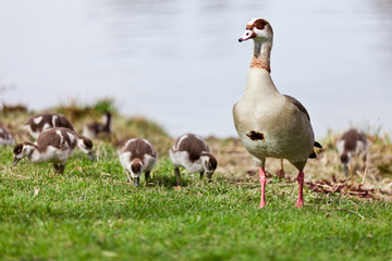 Nilgansfamilie am Seeufer