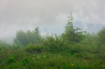 alpine meadow in fog and mist. beautiful and mysterious scenery inside the cloud.