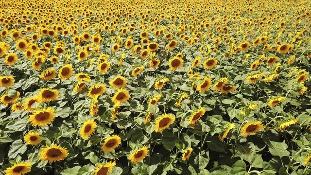 Yellow sunflowers. Wonderful rural landscape of sunflower field in sunny day. Drone aerial view