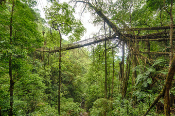 Living roots bridge in Meghalaya, India. This bridge is formed by training tree roots over years to knit together.