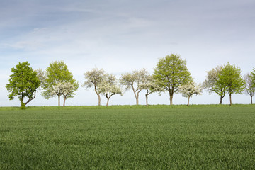 B&auml;ume mit frischen Gr&uuml;n im Fr&uuml;hling, Deutschland