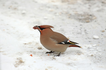 waxwings with a rowan berries in the beak